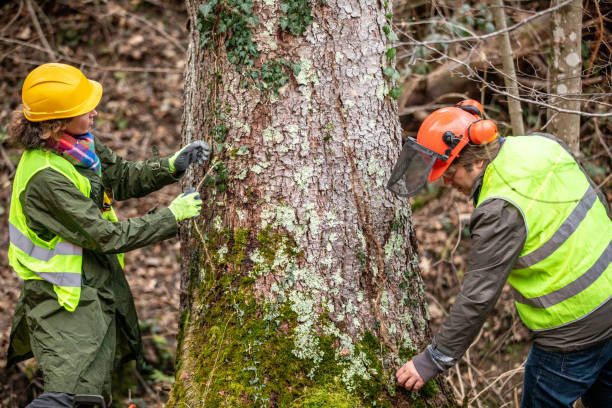 How Our Tree Care Process Works  in  Alum Rock, CA