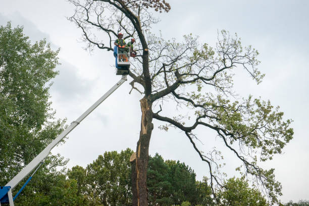 Trusted Alum Rock, CA Tree Services Experts